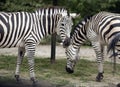 Two zebras at the zoo Royalty Free Stock Photo