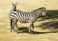 Two zebras in zoo in Germany Royalty Free Stock Photo