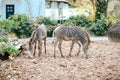 Two zebras in a zoo or nature reserve. Wild animals concept. Postcard or banner of wild horses. Black and white stripes. Royalty Free Stock Photo