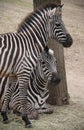 Two zebras Royalty Free Stock Photo