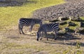 Two zebras in a zoo Royalty Free Stock Photo