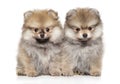 Two Zwerg Spitz puppies on a white background Royalty Free Stock Photo