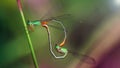 two green colorful damselfly mating, macro photography of this small gracious Odonata. nature scene 