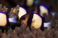 Twobar Humbug / Indian Dascyllus swimming in a hard coral on the reef.