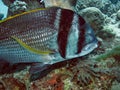 Twobar Seabream Acanthopagrus bifasciatus in the Red Sea