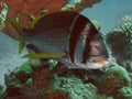 Twobar Seabream Acanthopagrus bifasciatus in the Red Sea