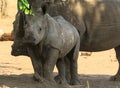 Two white rhinoceros standing under a tree Royalty Free Stock Photo