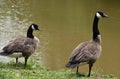 Two Curious Geese