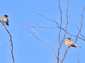 California Thrasher Perched On Tree Branches