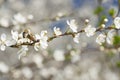 Twoo Bees on a Wild Cherry Flowers Royalty Free Stock Photo