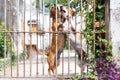 Twoo dogs dachshund playing in the yard Royalty Free Stock Photo