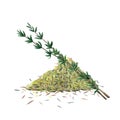 Twoo green branches and dry spice of thyme. Thyme set isolated on white background. Watercolor illustration