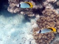 Twosome lined butterflyfish in Red Sea