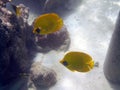 Twosome masked butterflyfish in Red Sea