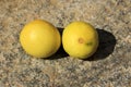 Twosome Ripe Lemons