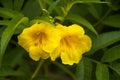 Twin Yellow Flowers Against Green