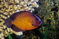 Twospined angelfish