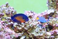 Twospined Angelfish