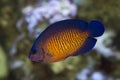 The twospined angelfish, dusky angelfish, or coral beauty Centropyge bispinosa. Royalty Free Stock Photo