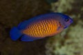 The twospined angelfish, dusky angelfish, or coral beauty Centropyge bispinosa