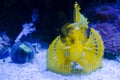 Twospot turkeyfish or ocellated lionfish in the water