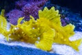 Twospot turkeyfish or ocellated lionfish in the water