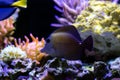 Twotone brown tang fish - Zebrasoma scopas