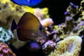 Twotone brown tang fish - Zebrasoma scopas