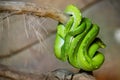 Twwo green snakes on a branch Royalty Free Stock Photo