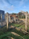 Twycross zoo giraffe outside summer Royalty Free Stock Photo