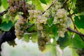 Txakoli grapes hanging in the vine with trellises Royalty Free Stock Photo