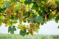Txakoli grapes hanging in the vine with trellises in a sunny day Royalty Free Stock Photo