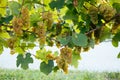 Txakoli grapes hanging in the vine with trellises in a sunny day