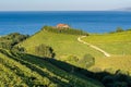 Txakoli vineyards with Cantabrian sea in the background, Basque Country, Spain