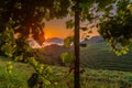 Txakoli vineyards with Cantabrian sea in the background, Getaria in Basque Country, Spain