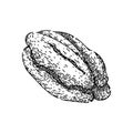 ty pecan nut sketch hand drawn vector