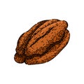 ty pecan nut sketch hand drawn vector