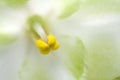 Tyalka violets macro, view of close-up. Beautiful spring still life. Copyspace for text Royalty Free Stock Photo