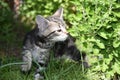 TYGER and Chrysanthemums: Tabby Kitten Explores the Garden