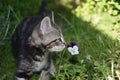 TYGER and Violet: Tabby Kitten Explores the Garden