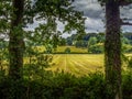 Tyical English countryside landscape. Trees and field. East Devon. July. Royalty Free Stock Photo