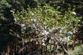 Tying ribbons on trees, tradition