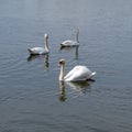 Tyn pond near Moravsky Krumlov and three swans