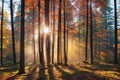 Tyndall phenomenon light produced by sunlight entering a dense forest