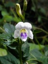 tynini white tropical flower Royalty Free Stock Photo