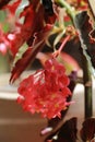 a bunch of richmond begonias (Begonia semperflorens) vertical photo format