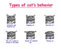 Type of cats behavior on white background. Attentive and cheerful cat, Napping, Worried, cat is going to attack or run