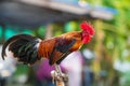 This Is The Type Of Chicken That Is Raised For Fighting In Our Country. Red Crested Thai Chicken Fighting Cock
