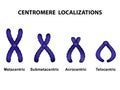 Type of chromosome according position of centromere Royalty Free Stock Photo