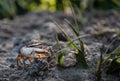 Type of crab Uca tangeri or barrilete in its habitat Royalty Free Stock Photo